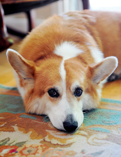 Rudy the Corgi